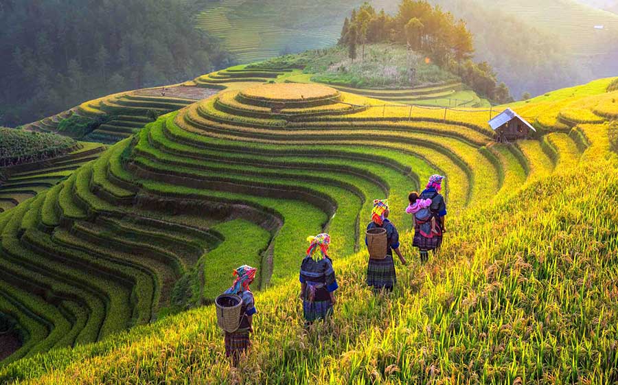 Rice terraces in Mu Cang Chai Ha Giang